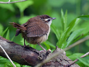 Carolina Wren
