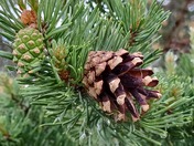 Future pine tree