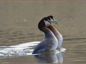 Red-necked Grebes