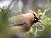 Cedar waxwing 