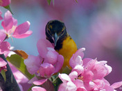 Baltimore Orioles