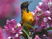 Baltimore Orioles