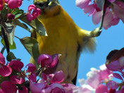 Baltimore Orioles