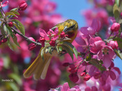 Baltimore Orioles