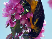 Baltimore Orioles