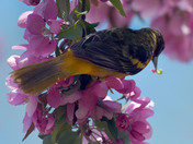 Baltimore Orioles