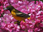 Baltimore Orioles