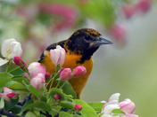 Baltimore Orioles