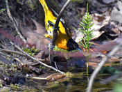 Baltimore Oriole stretching for a drink