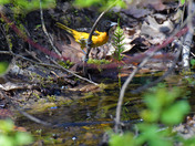 Baltimore Oriole stretching for a drink