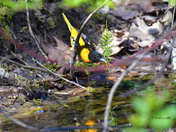 Baltimore Oriole stretching for a drink