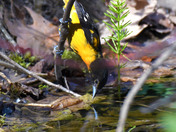 Baltimore Oriole stretching for a drink