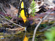 Baltimore Oriole stretching for a drink