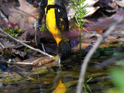 Baltimore Oriole stretching for a drink