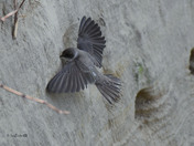 Bank Swallows