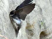 Bank Swallows