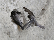 Bank Swallows