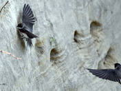 Bank Swallows