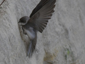 Bank Swallows