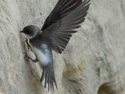 Bank Swallows