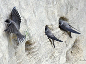 Bank Swallows