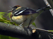 Bay Breasted Warbler