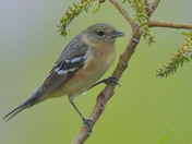 Bay Breasted Warbler