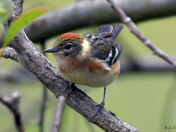 Bay Breasted Warbler