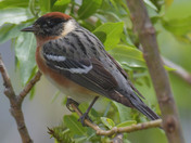 Bay Breasted Warbler