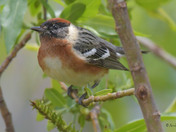 Bay Breasted Warbler