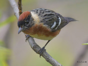 Bay Breasted Warbler
