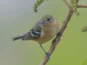 Bay Breasted Warbler