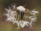 dandelion seeds