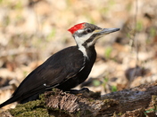 Pileated Woodpecker