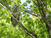 Summer Owl