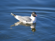 Franklin's Gull on Crystal Lake