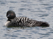 Common Loon