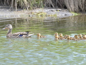 Mallard family