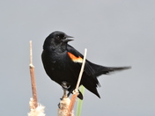 Redwing Blackbird
