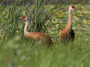 Sandhill Cranes