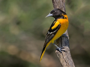 Baltimore Oriole