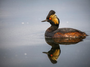 Eared Grebe