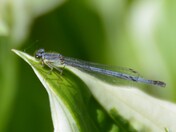 Beauty of a Blue Dragonfly
