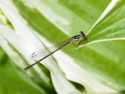 Shiny, almost metallic Dragonfly