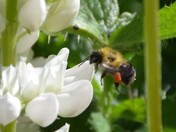 Sunny Saturday Pollen Collecting 