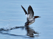Taking flight