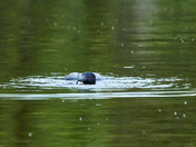 Common Loon