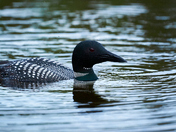 Portrait of a Common Loon