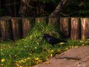 The Magical Raven 