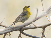 Pine Warbler (Warblers 2022)